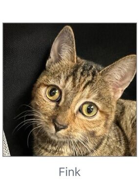 Tree House Humane Society 100% Donation🐱💚